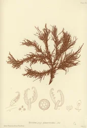 Alghe Marine Britanniche (stampa naturale)